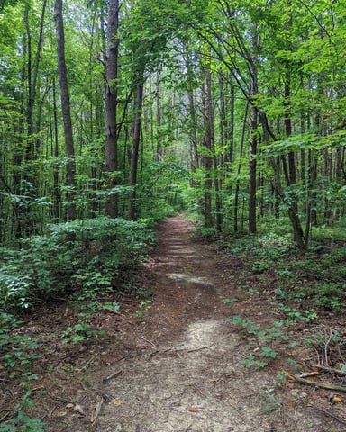 Forest trail winding through lush green trees at Savage Gulf