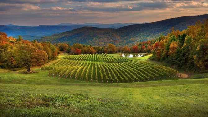 Burntshirt Vineyards