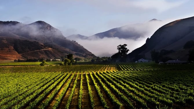Sawyer Springs Vineyard