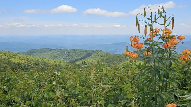 Black Balsam Knob Via Art Loeb Trail