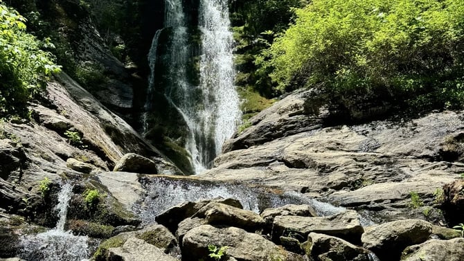 Toms Creek Falls Trail