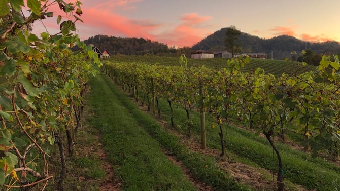 Addison Farms Vineyard