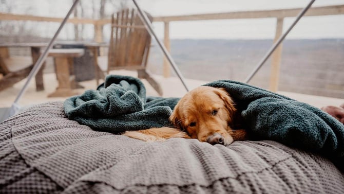 Unleash Adventure: Dog-Friendly Glamping With Tennessee Glamping