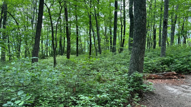 John Rock Trail