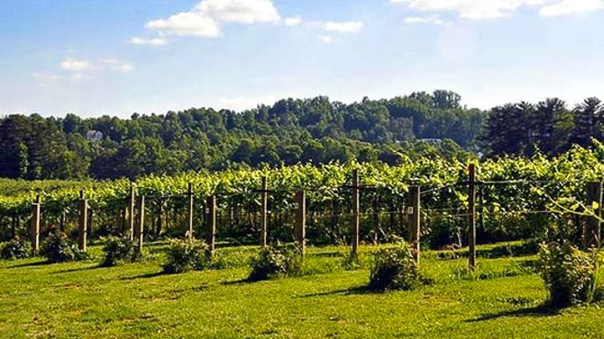 Saint Paul Mountain Vineyards