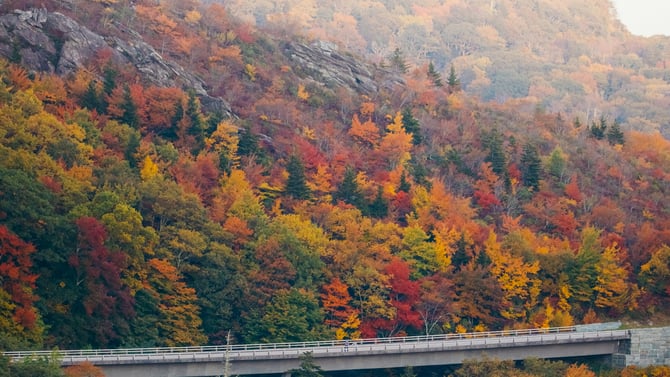 Pet-Friendly Vacation Rentals
