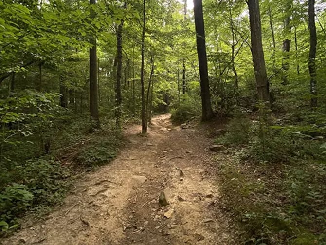 McKamy Forest Walk