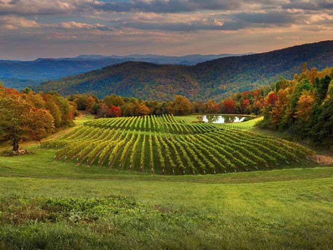 Burntshirt Vineyards