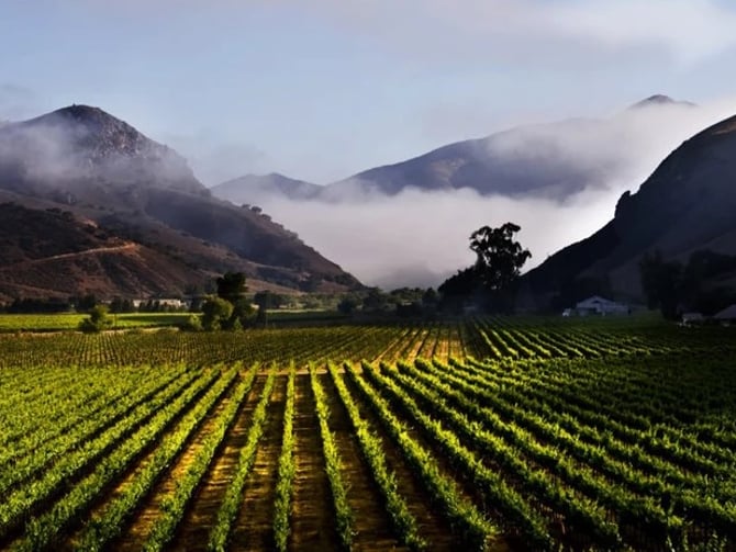 Sawyer Springs Vineyard