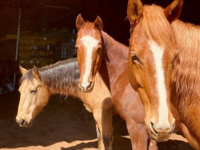 Ocoee Horseride
