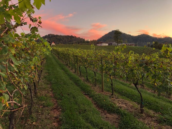 Addison Farms Vineyard