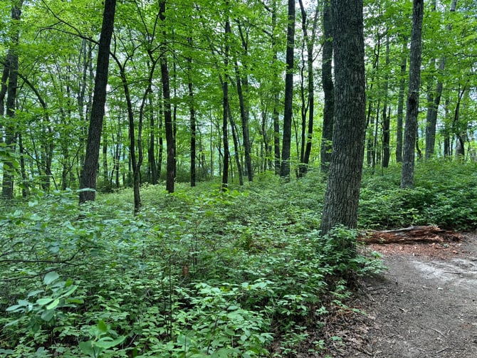 John Rock Trail