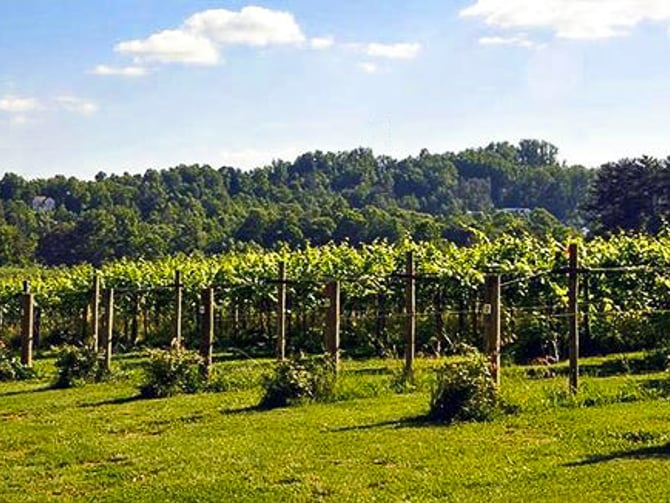 Saint Paul Mountain Vineyards
